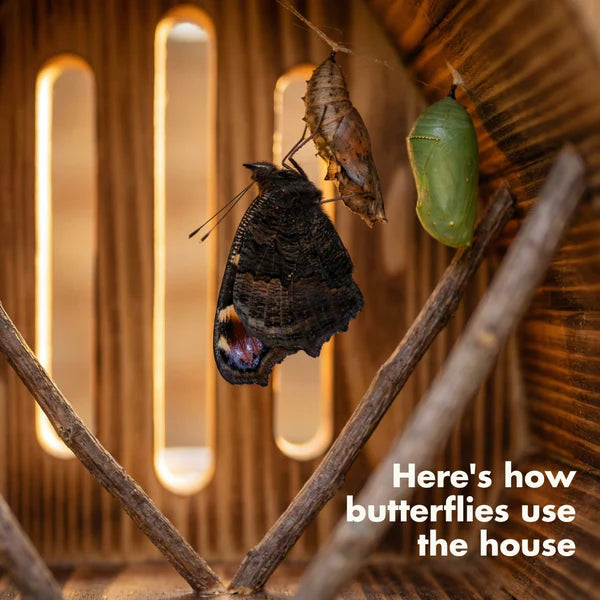 Helen&rsquo;s Handcrafted Butterfly House 6